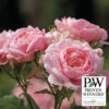 Reminiscent™ Pink Shrub Rose