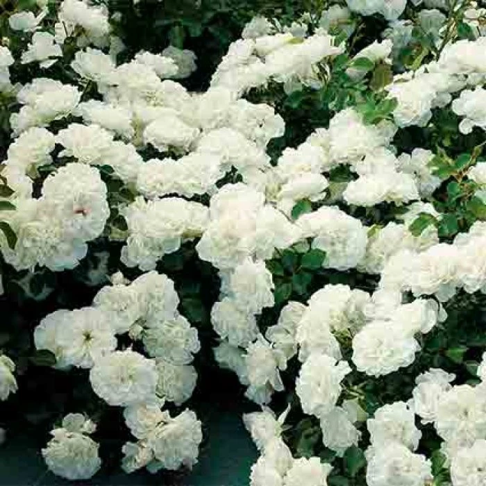 White Meidiland® Groundcover Rose 1 White Meidiland® Groundcover Rose