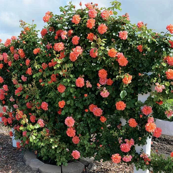 Above All Climbing Rose 1 Above All Climbing Rose