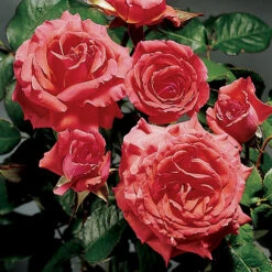 America™ Climbing Rose
