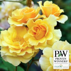 Rise Up Amberness™ Climbing Rose