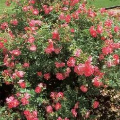 William Baffin Climbing Rose