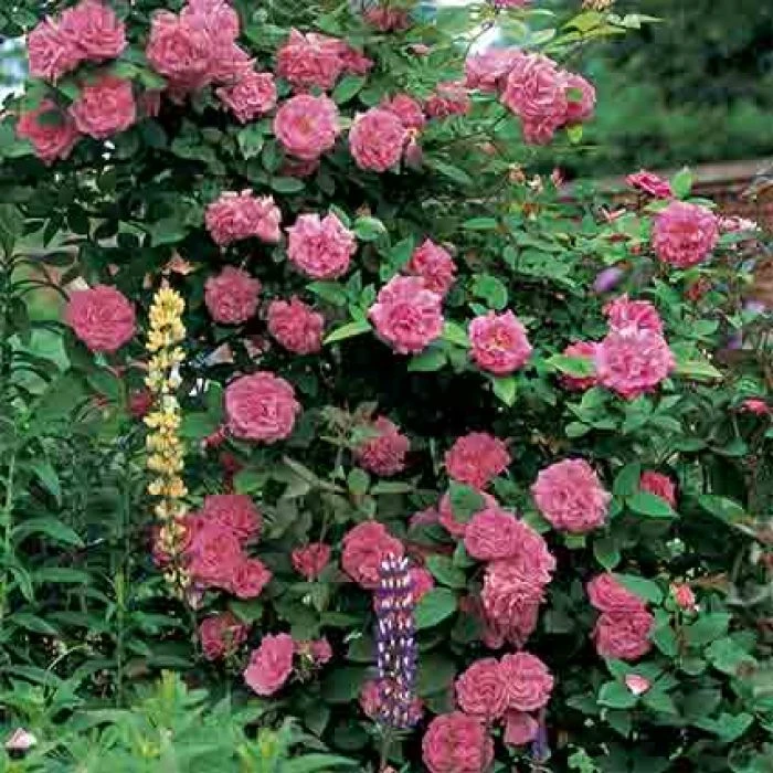 Zephirine Drouhin Climbing Rose 1 Zephirine Drouhin Climbing Rose
