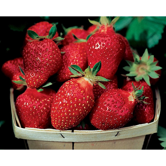 Fort Laramie Everbearing Strawberry 1 Fort Laramie Everbearing Strawberry