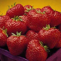 Cavendish Junebearing Strawberry