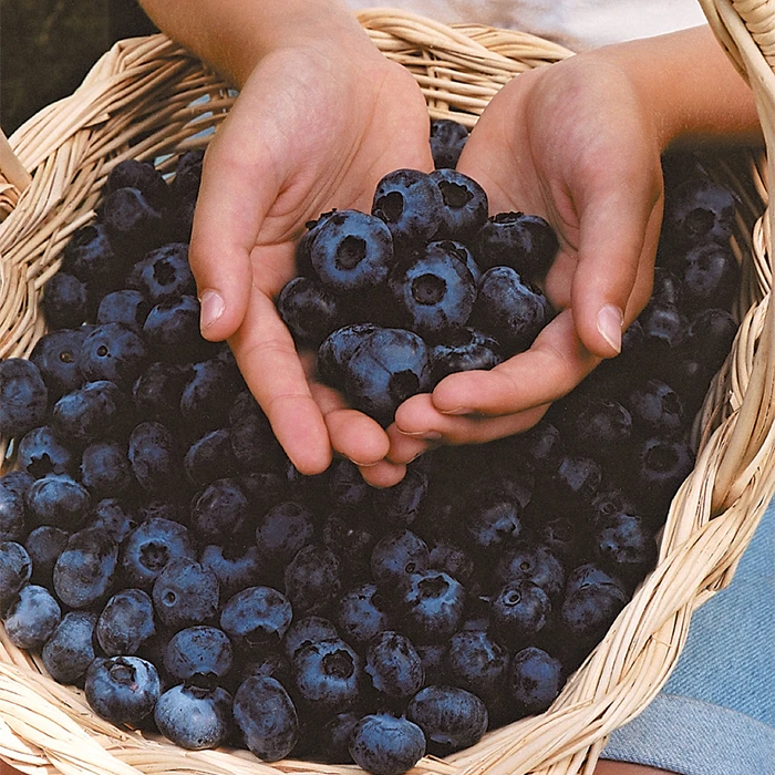 Chandler Blueberry 1 Chandler Blueberry