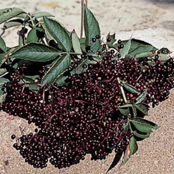 Elderberry Offer - 1 Each Of 2 Varieties 1 Elderberry Offer - 1 Each Of 2 Varieties
