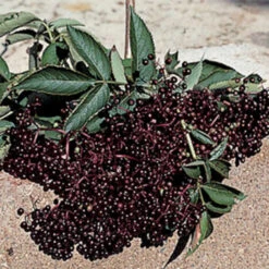 Elderberry Pollinator Offer - 3 Each Of 2 Varieties