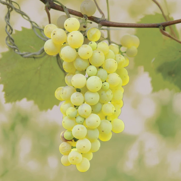 Brianna Grape 1 Brianna Grape