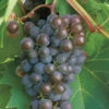 Frontenac™ Gris Grape