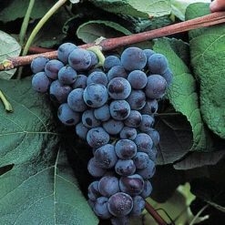 Mars Seedless Grape