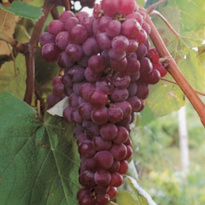 Reliance Seedless Grape 1 Reliance Seedless Grape