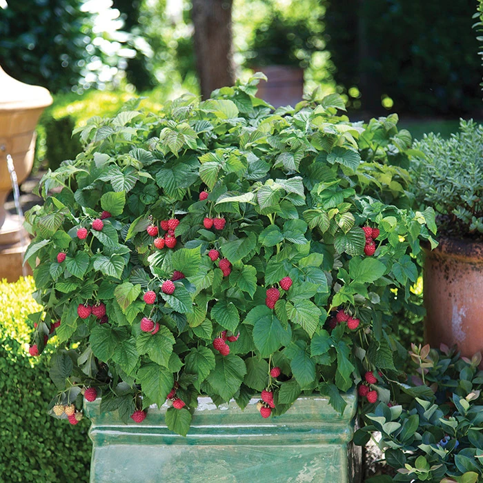 Raspberry Shortcake® Raspberry 1 Raspberry Shortcake® Raspberry