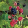 Baby Cakes® Bushel & Berry® Blackberry