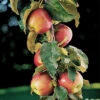 Scarlet Sentinel™ Columnar Apple