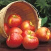Honeycrisp™ Semi Dwarf Apple