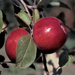 RubyMac® Mcintosh Semi Dwarf Apple