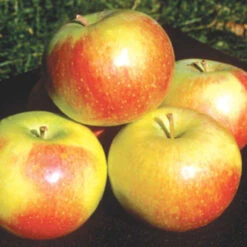 Wealthy Semi Dwarf Apple