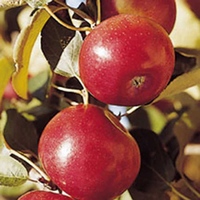 Freedom Dwarf Apple 1 Freedom Dwarf Apple