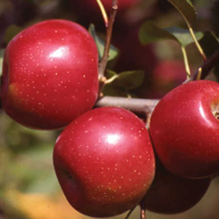 Enterprise Dwarf Apple 1 Enterprise Dwarf Apple