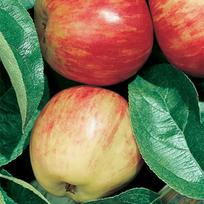 Red Gravenstein Dwarf Apple 1 Red Gravenstein Dwarf Apple