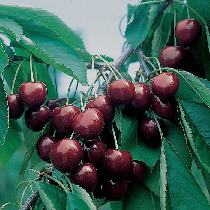 BlackGold™ Standard Sweet Cherry 1 BlackGold™ Standard Sweet Cherry
