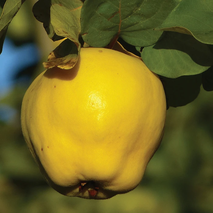 Kuganskaya Russian Quince 1 Kuganskaya Russian Quince