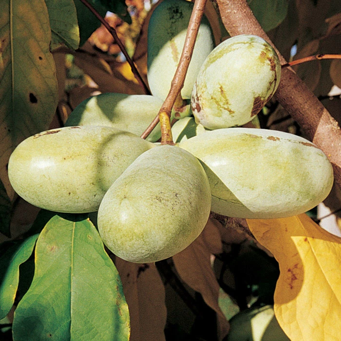 Prolific And Shenandoah Pawpaw Offer 1 Prolific And Shenandoah Pawpaw Offer