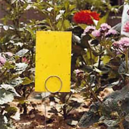 Insect Trap Offer 1 Insect Trap Offer