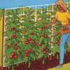 Tomato Trellis 5' X 30'