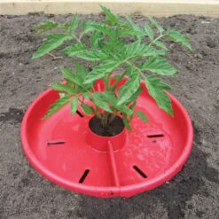 Tomato Crater 3 Count