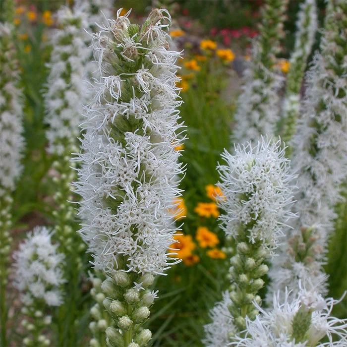 White Liatris 1 White Liatris