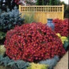 Mammoth Red™ Daisy Chrysanthemum