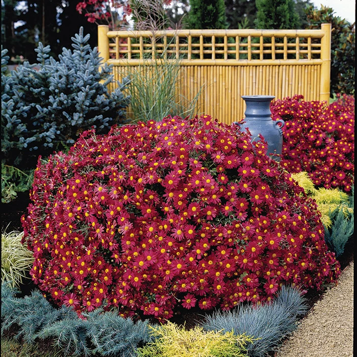 Mammoth Red™ Daisy Chrysanthemum 1 Mammoth Red™ Daisy Chrysanthemum