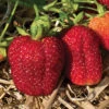 Albion Everbearing Strawberry