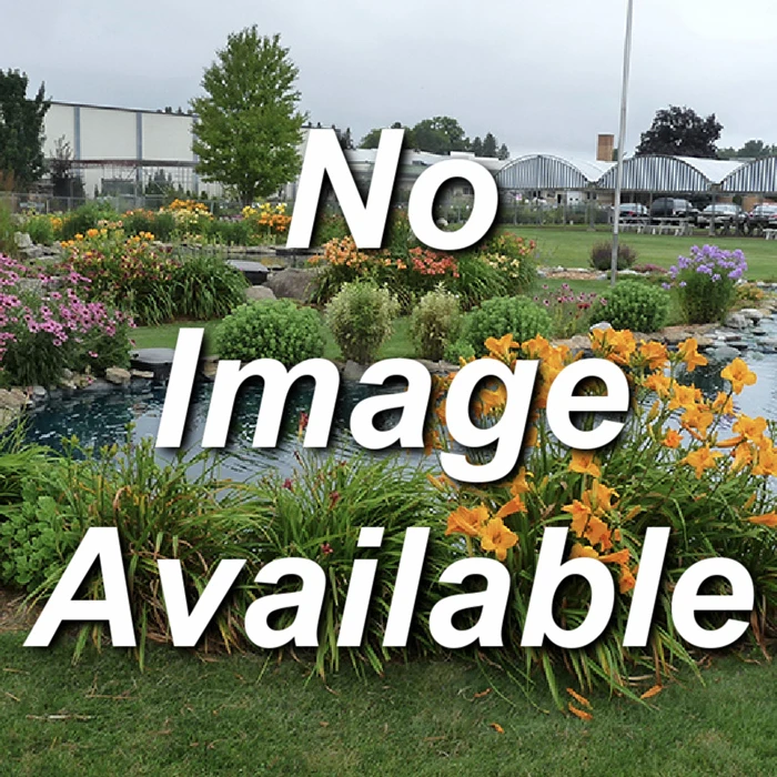 Yamhill Filbert 1 Yamhill Filbert