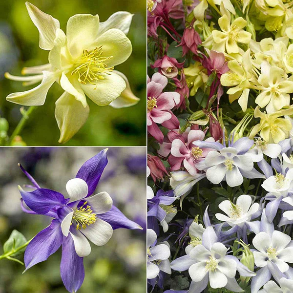 Perennials Zone -Perennials Zone 60980A grande