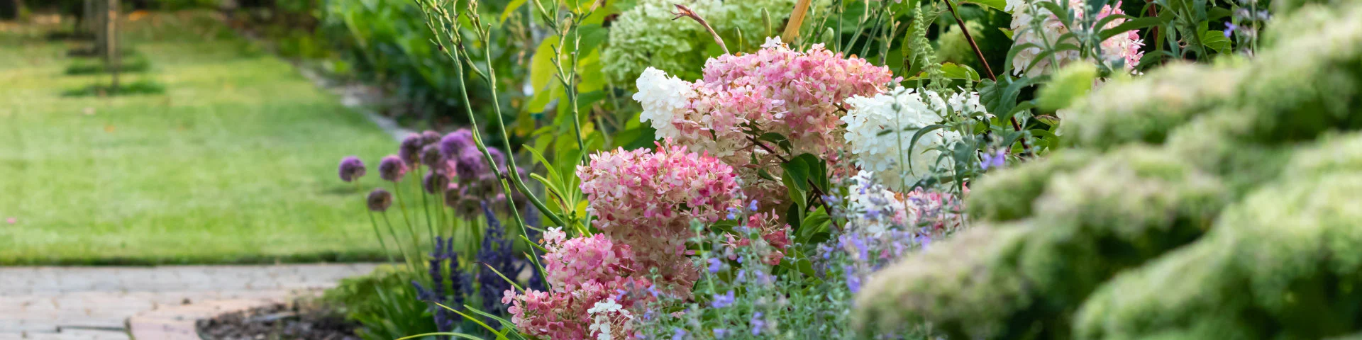 Perennials Zone -Perennials Zone All Shrubs desktop