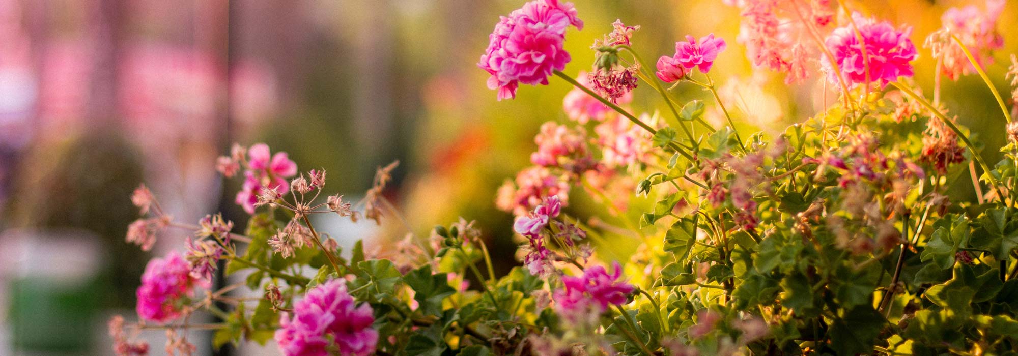 Perennials Zone -Perennials Zone banner 5