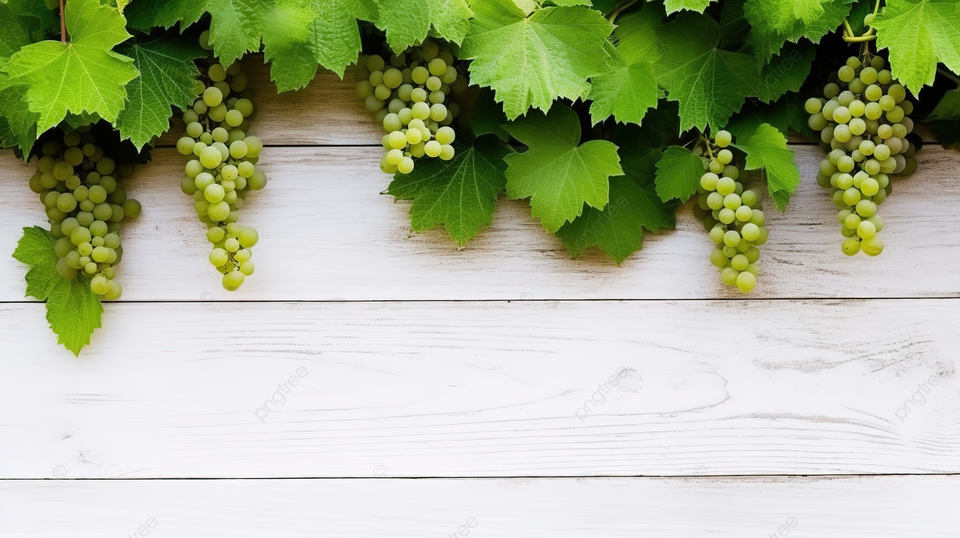 Perennials Zone -Perennials Zone pngtree natural backdrop green grape branch on wooden wall with white timber image 13861871
